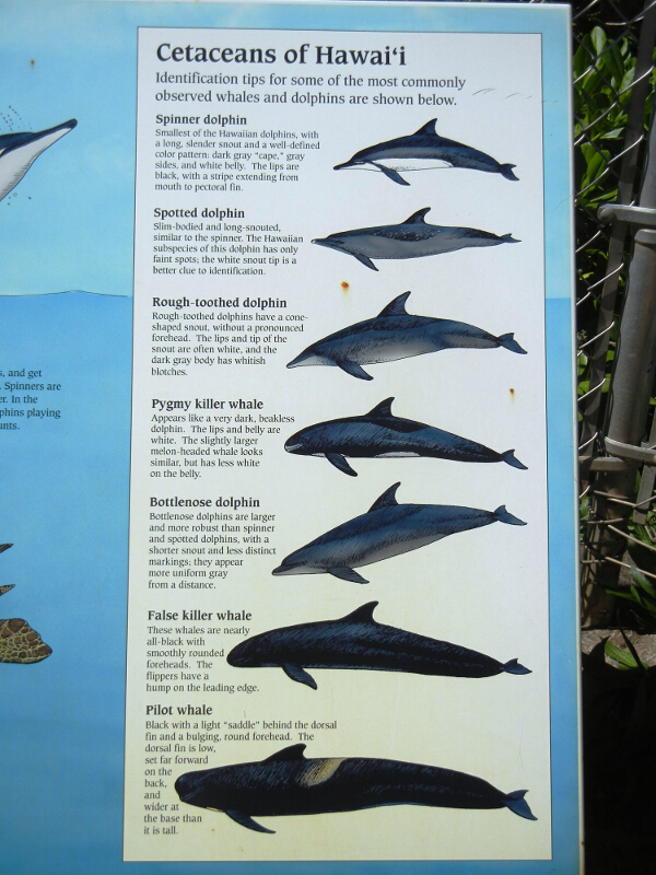  Cetaceans Of Hawaii